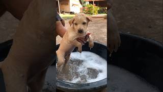 Missed bath for 3 days😅 Pastoral puppy dog [upl. by Aniger290]