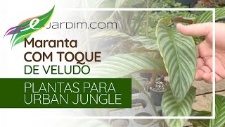 Maranta com TOQUE DE VELUDO  Calathea eximia [upl. by Adriene108]