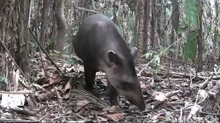 muitos mateiros e catingueiros  anta  paca  tatu  catitus [upl. by Worl]