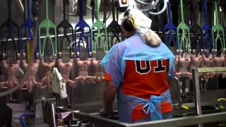 Understanding Poultry Inspection [upl. by Dinerman115]