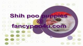 Shihpoo puppies for sale at wwwfancypoo4ucom [upl. by Flinn]