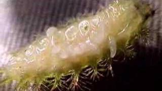 Parasitoid infested caterpillar [upl. by Cordeelia]