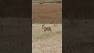 Kansas coyote hunting hunting wildlife nature coyote wildanimals outdoors [upl. by Hpeseoj]