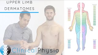 Upper Limb Dermatomes  Clinical Physio [upl. by Odine]