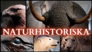 Göteborgs Naturhistoriska Museum  Se världens enda monterade Blåval amp Den Afrikanska Elefanten [upl. by Annahsohs641]