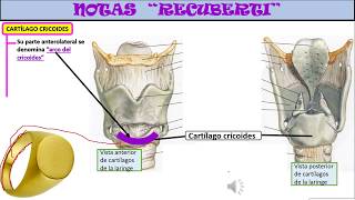 ANATOMÍA HUMANA BÁSICA Región cervicalcartílagos laríngeos  1ºparte cricoidestiroides [upl. by Hanley856]