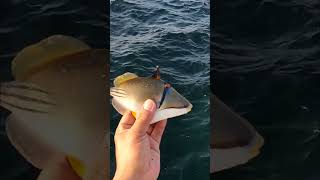 catchandrelease triggerfish shortvideo [upl. by Repotsirhc905]