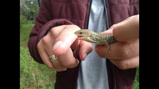 Barisia imbricata Escorpión lagarto alicante [upl. by Gillette849]