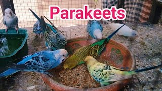 Beautiful Budgies Chirping Sound  Parakeets Birds Sound  Love Birds  Budgies nature bird [upl. by Maia28]