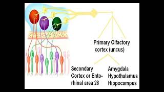 Physiology of Nose amp PNS Olfaction PPT Slide Presentation [upl. by Idnis]