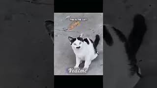 Kitler💀 trolface [upl. by Isidora499]