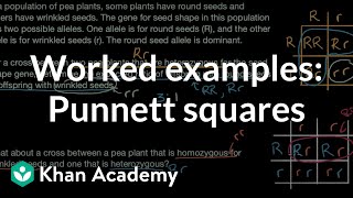 Worked examples Punnett squares  Inheritance and variation  Middle school biology  Khan Academy [upl. by Tawnya]