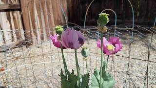 Papaver Somniferum Blooming TimeLapse [upl. by Swayne]