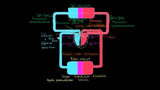 Vücudumuzda Bulunan İki Dolaşım Sistemi Sağlık ve Tıp Dolaşım Sistemi Fizyolojisi [upl. by Massarelli]