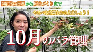 【10月のバラ管理】いよいよ秋バラ開花！作業も盛りだくさんです。 [upl. by Jena]