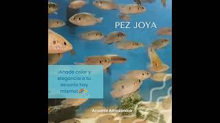 🐠 ¡Descubre la belleza del pez joya 🌟 [upl. by Breeze]