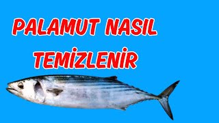 PALAMUT NASIL TEMÄ°ZLENÄ°R  PALAMUT BALIÄI  BALIK TEMÄ°ZLEME NASIL YAPILIR [upl. by Kerry]