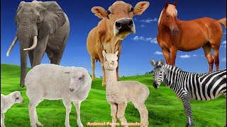 Learn About Herbivores Elephant Cow Horse Goat Giraffe Zebra  Animal Sounds [upl. by Ahab]