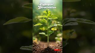 Unlocking Seedling Growth Hypogeal Germination Explained biologyclass biologycourse neet [upl. by Anertak]