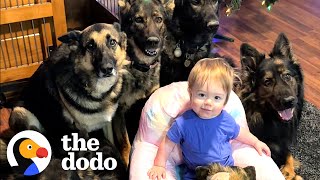 Child Raised By 5 German Shepherds  The Dodo [upl. by Schroeder980]