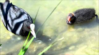 CANARDS ET POULES DEAU AVEC LEURS BEBES 2013 [upl. by Oiligriv]