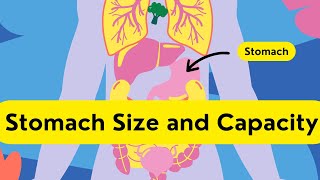 Stomach Size and Capacity  Anatomy  BD Chaurasia [upl. by Aridaj]