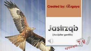 Jastrząb jastrząb gołębiarz Accipiter gentilis [upl. by Frame880]