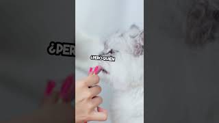 ✅ Este Gatito adorabe Tiene ganas De Helado gatosgrasiosos shorts 🐱 Videos graciosos de animales [upl. by Llecram]