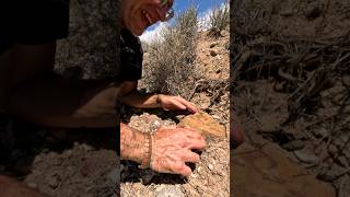 jasper rockhunting rockhounding  shorts thefinders rockhounds rockhounders rocks geology [upl. by Nannerb]