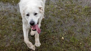 Train Your Great Pyrenees for Therapy Dog Certification [upl. by Airdnax]