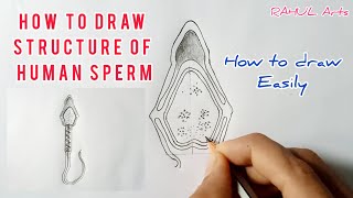 How to draw structure of Human Sperm  cbse 12th Biology  NCERT class 12  science [upl. by Itra]