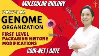 Genome Organization Eukaryotes Part 3A2  First Level Packaging and Histone Modifications [upl. by Suirauqed671]