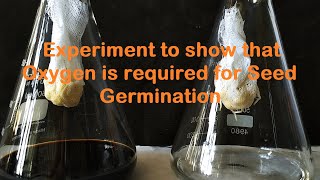 Oxygen is required for germination experiment [upl. by Suchta]