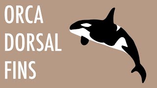 60 Second Zoology  Orca Dorsal Fins [upl. by Tiffie]