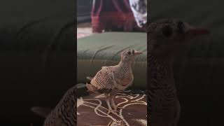 Lichtenstein sandgrouse beauty of mountains [upl. by Genovera927]