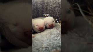 Baby ferrets ferret huron cute babyferrets [upl. by Erving]