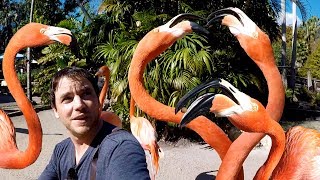 Feeding Flamingos in Florida [upl. by Eduj463]