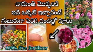 chamanthi plant care in telugu  chamanthi mokkalu ela penchali  chamanthi plant fertilizer [upl. by Ivens]