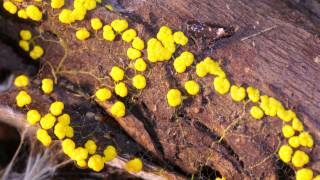 Slime mold time lapse Stemonitis species [upl. by Akcimehs]