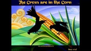 crows are in the corn [upl. by Cosimo]