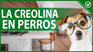 🐶 ¿Qué es y Para qué Sirve la Creolina en los Perros ¿Es Tóxica 🐶 [upl. by Hilbert]