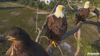 SWFL Bald Eagles 🦅 Both M15 amp F23 feed E23 😋 during rare family gathering 💖2024 Apr 19 [upl. by Bois]