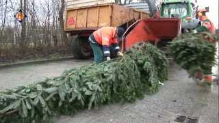 Inzameling kerstbomen in Hollands Kroon [upl. by Isia]