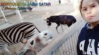 NORTH SEDRA FARM northsedrafarm dohaqatar chill ofw bethchayofficialvlog3980 [upl. by Lluj]