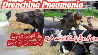 Treatment Of Drenching Pneumonia  Method of Drenching جانور کو دوائی پلانے کا طریقہ [upl. by Schaffer130]