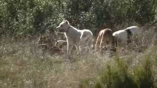 Caza de Jabalí en Ciudad Real [upl. by Aenehs]