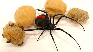 4 Deadly Spider Egg Sacs Whats Inside Is Amazing [upl. by Eey]