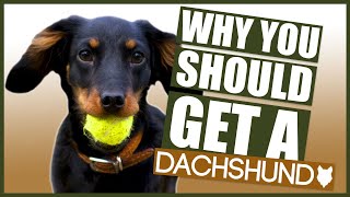 DACHSHUND 5 Reasons Why YOU SHOULD GET a Dachshund Puppy [upl. by Nyleek]