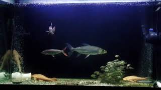 goliath tiger fish and vittatus tiger fish [upl. by Deny]