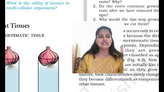 TISSUES  MERISTEMATIC TISSUES class 9 CHAPTER 6 SCIENCE [upl. by Werna50]